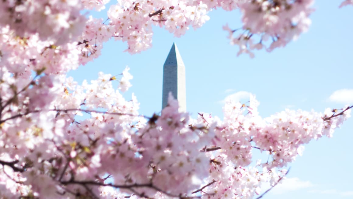 The Washington Monument, a white marble obelisk, surrounded by cherry blossoms in pink and white. The monument is the tallest obelisk in the world, and it commemorates George Washington, the first president of the United States.
